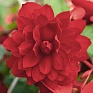 Бегония клубневая махровая ампельная (Begonia tuberhybrida) Бегония клубневая махровая ампельная (Begonia tuberhybrida)