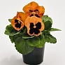 Виола виттрока (Viola wittrockiana) Виола виттрока (Viola wittrockiana)