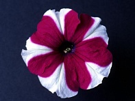 Петуния мелкоцветковая (Bella F1)