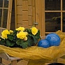 Бегония клубневая махровая (Begonia tuberhybrida)