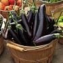 Баклажан (Solanum melongena) Баклажан (Solanum melongena)
