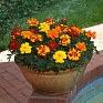 Бархатцы отклоненные (Tagetes patula) Бархатцы отклоненные (Tagetes patula)