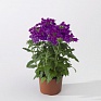 Вербена гибридная (Verbena hybrida)