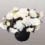 Бегония клубневая махровая ампельная (Begonia tuberhybrida) Бегония клубневая махровая ампельная (Begonia tuberhybrida)