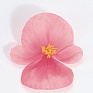 Бегония вечноцветущая (зеленая листва) (Begonia semperflorens)