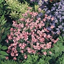 Незабудка лесная (Myosotis sylvatica)