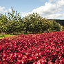 Бегония гибридная (бронзовая листва) (Begonia benariensis)