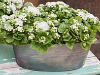 Агератум мексиканский (Kona F1)