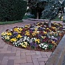 Виола виттрока (Viola wittrockiana) Виола виттрока (Viola wittrockiana)