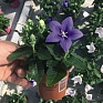 Платикодон крупноцветковый (Platycodon grandiflorus)