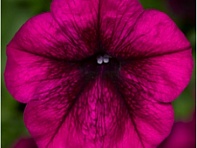 Петуния ампельная гибридная (Fotofinish F1)