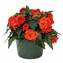 Бегония клубневая махровая ампельная (Begonia tuberhybrida) Бегония клубневая махровая ампельная (Begonia tuberhybrida)