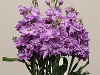 Левкой седой (Katz)