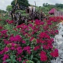 Гвоздика турецкая (Dianthus barbatus)