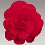 Бегония клубневая махровая (Begonia tuberhybrida)