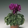 Цикламен персидский (Cyclamen persicum)