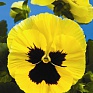 Виола Виттрока (Viola wittrockiana)