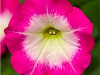 Петуния ампельная гибридная (Fotofinish F1)