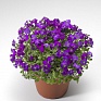 Аубриета гибридная (Aubrieta hybrida)