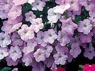 Петуния ампельная гибридная (Wave F1)