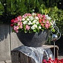 Бегония вечноцветущая (зеленая листва) (Begonia semperflorens)