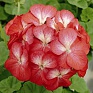 Герань (пеларгония садовая) (Pelargonium x hortorum)