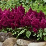 Целозия метельчатая (Celosia plumosa) Целозия метельчатая (Celosia plumosa)