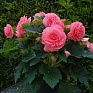 Бегония клубневая махровая (Begonia tuberhybrida) Бегония клубневая махровая (Begonia tuberhybrida)