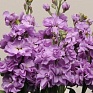 Левкой седой (Matthiola incana)