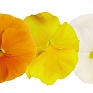 Виола виттрока (Viola wittrockiana) Виола виттрока (Viola wittrockiana)