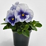 Виола виттрока (Viola wittrockiana) Виола виттрока (Viola wittrockiana)