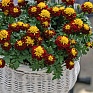 Бархатцы отклоненные (Tagetes patula) Бархатцы отклоненные (Tagetes patula)