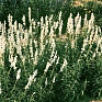Шалфей мучнистый (Salvia farinacea)