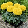 Бархатцы прямостоячие (Tagetes erecta)