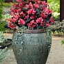 Бегония гибридная (бронзовая листва) (Begonia benariensis)