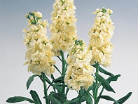 Левкой седой (Noble)