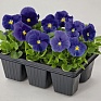Виола виттрока (Viola wittrockiana) Виола виттрока (Viola wittrockiana)