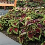 Колеус гибридный (Coleus х hybrida) Колеус гибридный (Coleus х hybrida)