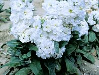 Левкой седой (Cinderella)