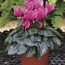 Цикламен персидский (Cyclamen persicum)