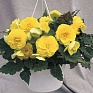 Бегония клубневая махровая (Begonia tuberhybrida)