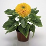 Подсолнечник летний (Helianthus annuus)