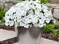 Петуния ампельная гибридная (Success! TR F1)