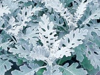 Цинерария приморская (Silverdust) Цинерария приморская (Silverdust)