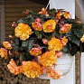 Бегония клубневая махровая ампельная (Begonia tuberhybrida) Бегония клубневая махровая ампельная (Begonia tuberhybrida)