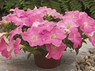 Петуния ампельная гибридная (Ramblin F1)