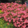 Бегония гибридная (зеленая листва) (Begonia benariensis)