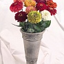 Цинния изящная (Zinnia elegans)