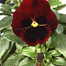 Виола Виттрока (Viola wittrockiana)