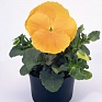 Виола виттрока (Viola wittrockiana)